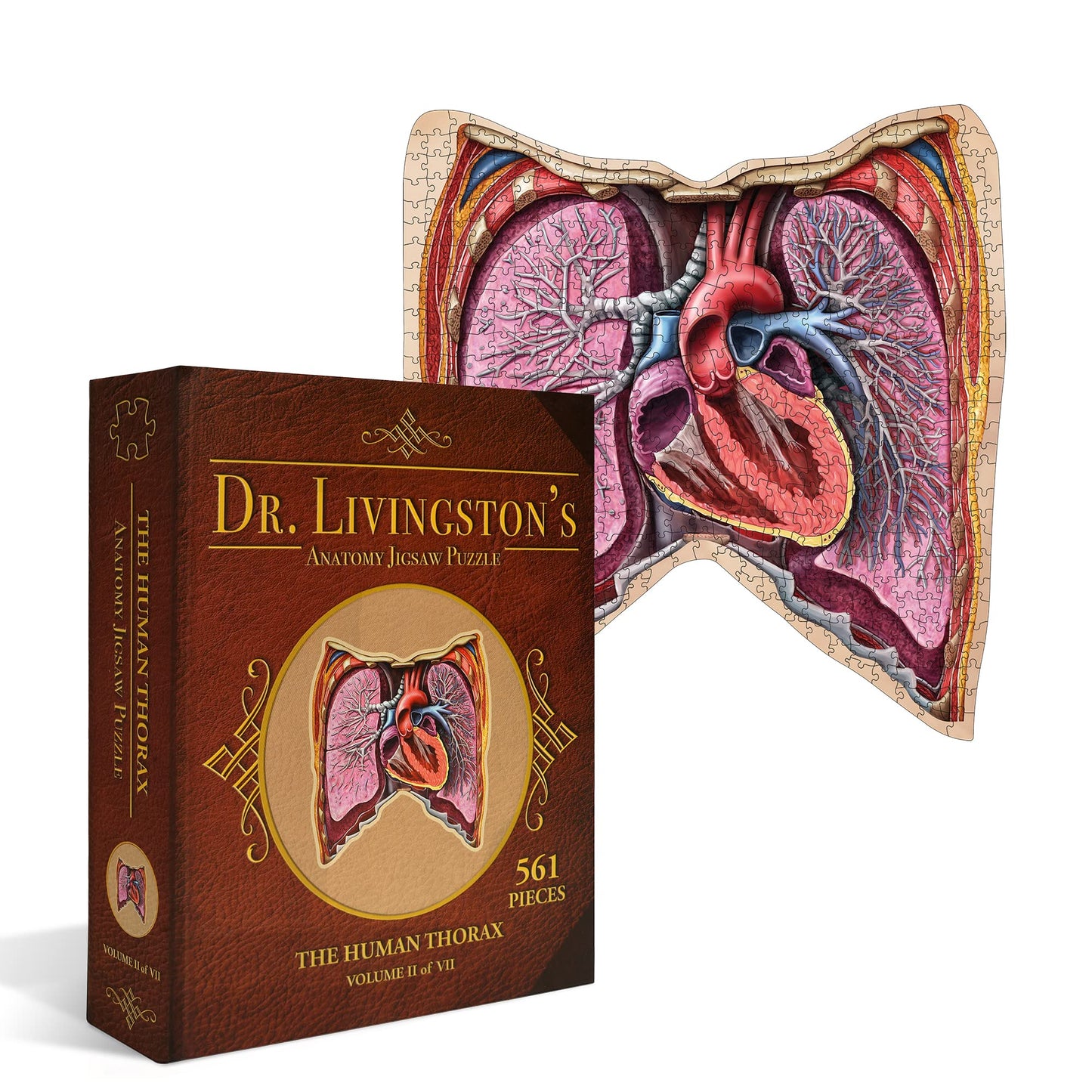 Anatomy Jigsaw Puzzle: the Human Thorax