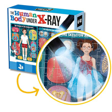 The Human Body Under X-Ray